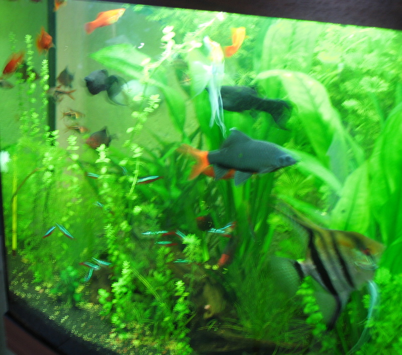 Les habitants de mon aquarium Img_0111