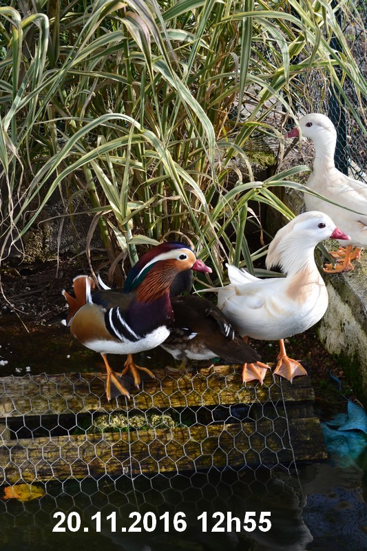 Les canards Mandarin du Jardin de Néphélyne - Page 5 Dsc_0018