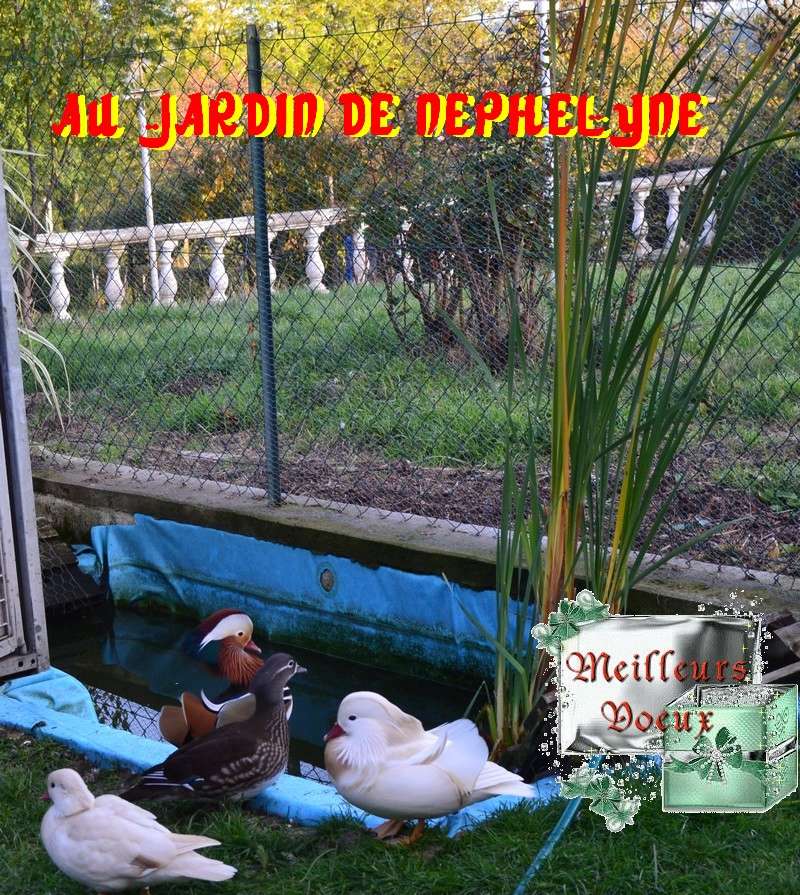 Les canards Mandarin du Jardin de Néphélyne - Page 5 Dsc_0024
