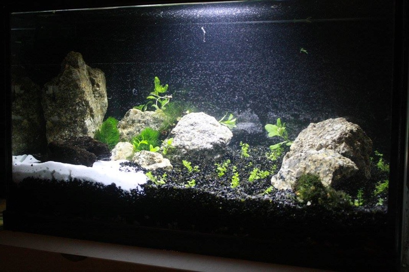 2eme 20l aquascaping  12710810