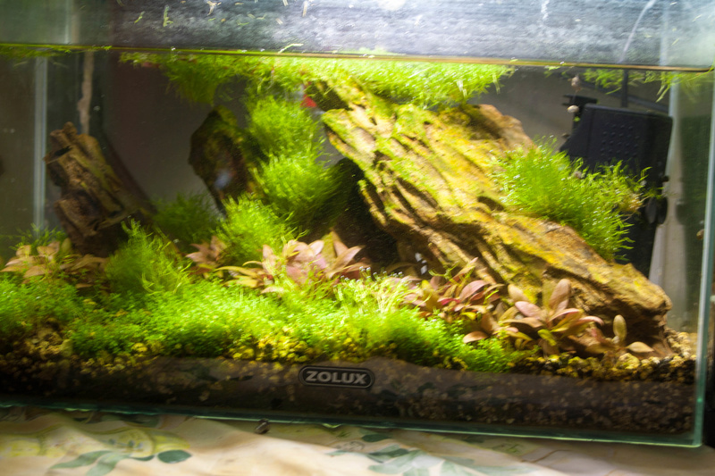 20l aquascaping  Bord-812