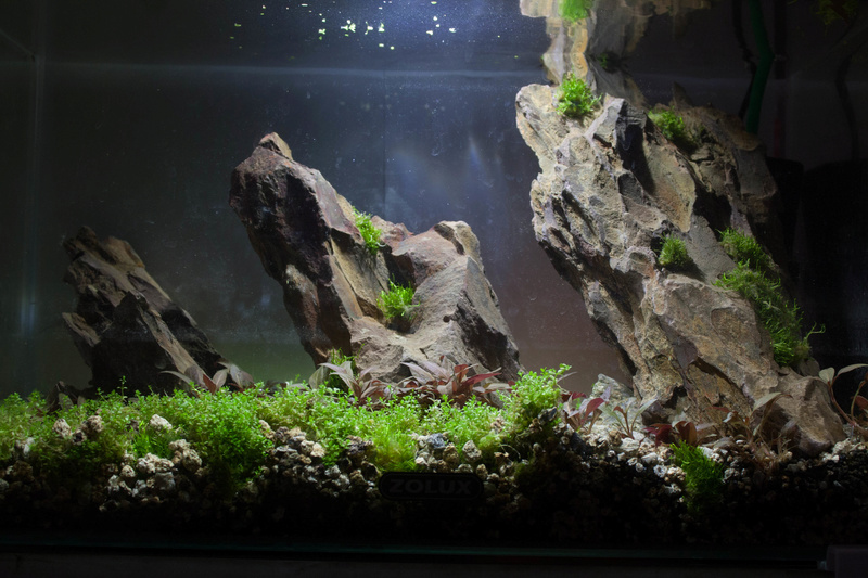 20l aquascaping  Depot_15