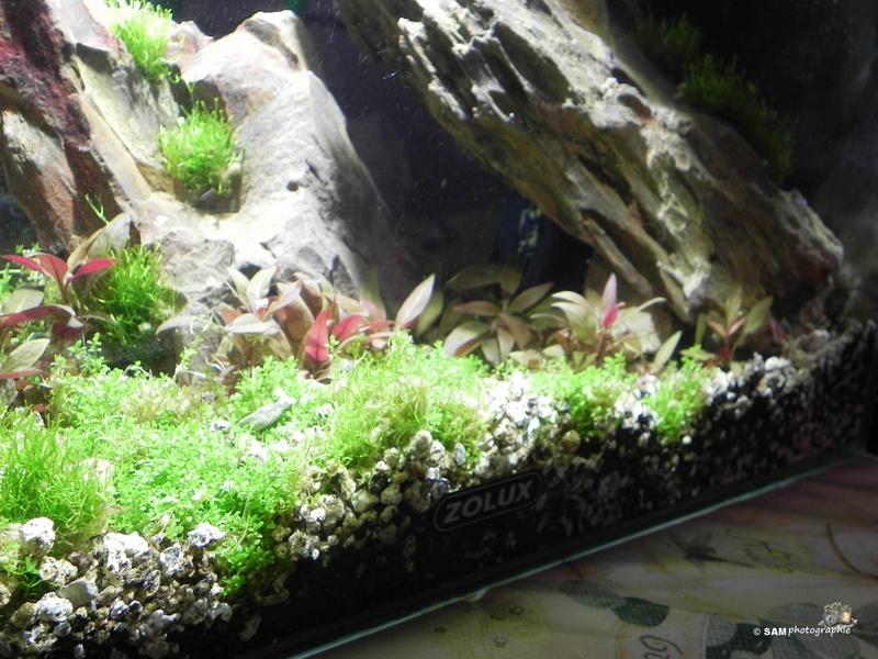 20l aquascaping  Depot_16