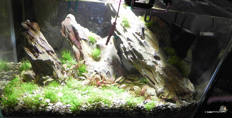 20l aquascaping  Depot_17