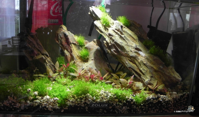 20l aquascaping  Depot_20