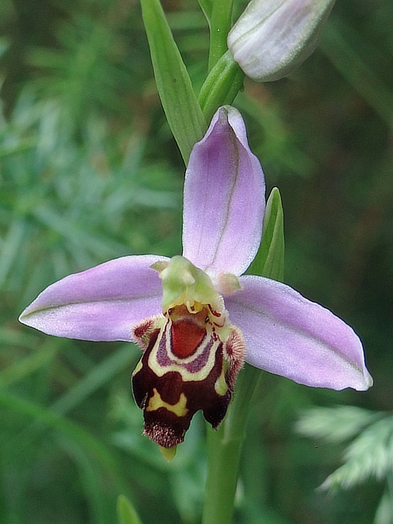 Un Ophrys apifera un peu spécial Apifer10