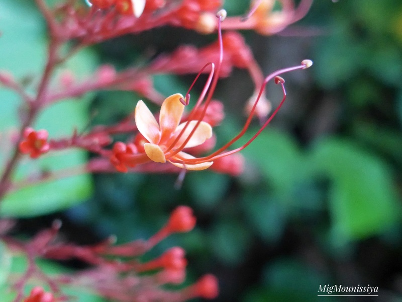 Echappée d'un jardin tropical 10305710