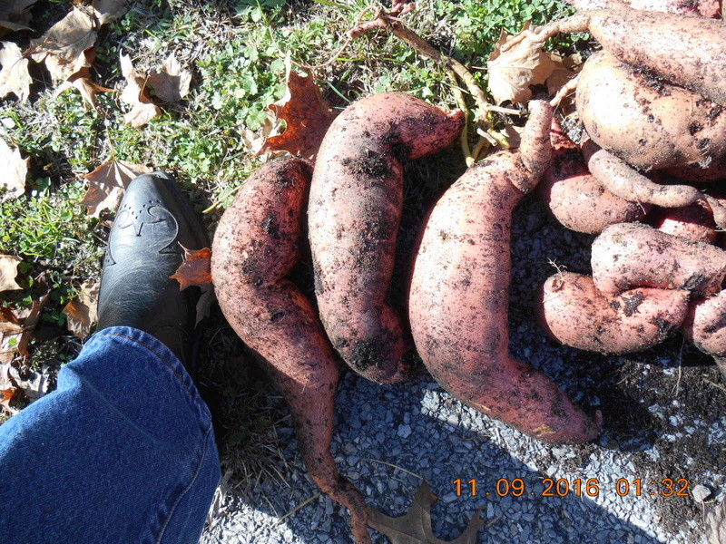 Potatoes - Sweet Potatoes - Page 4 Boot10