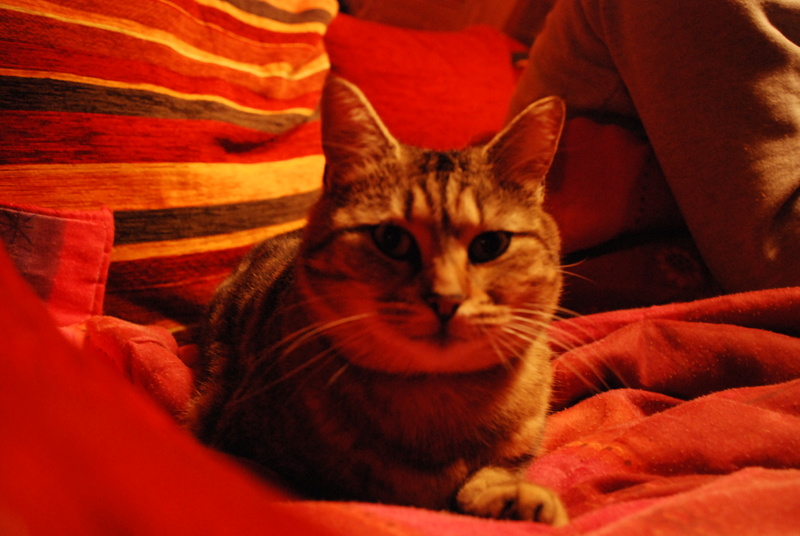 Elusa, chatte tigrée, née en 2015 Dsc_0510