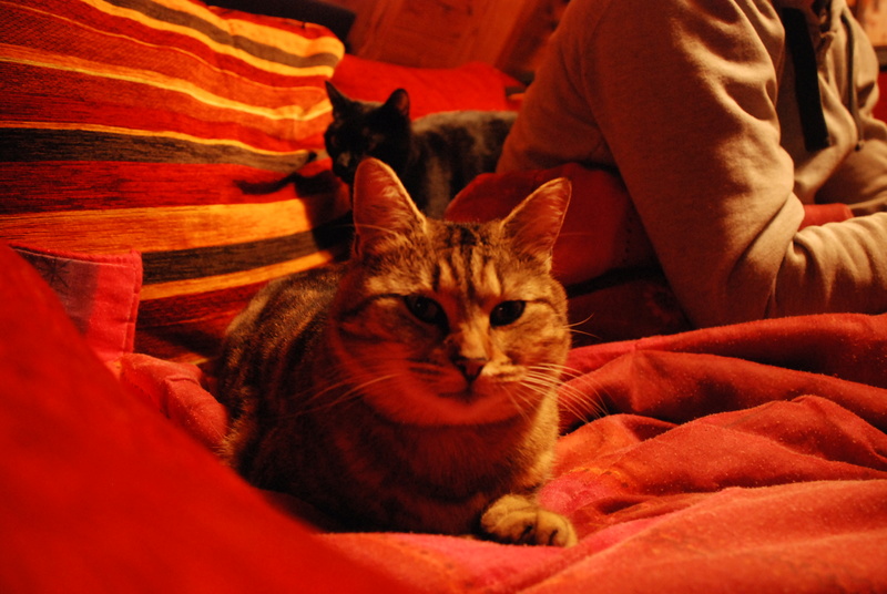 Elusa, chatte tigrée, née en 2015 Dsc_0511