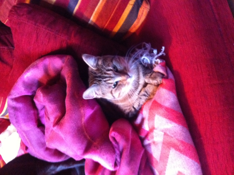 Elusa, chatte tigrée, née en 2015 Img_3312