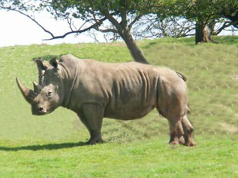 23-وحيد القرن....