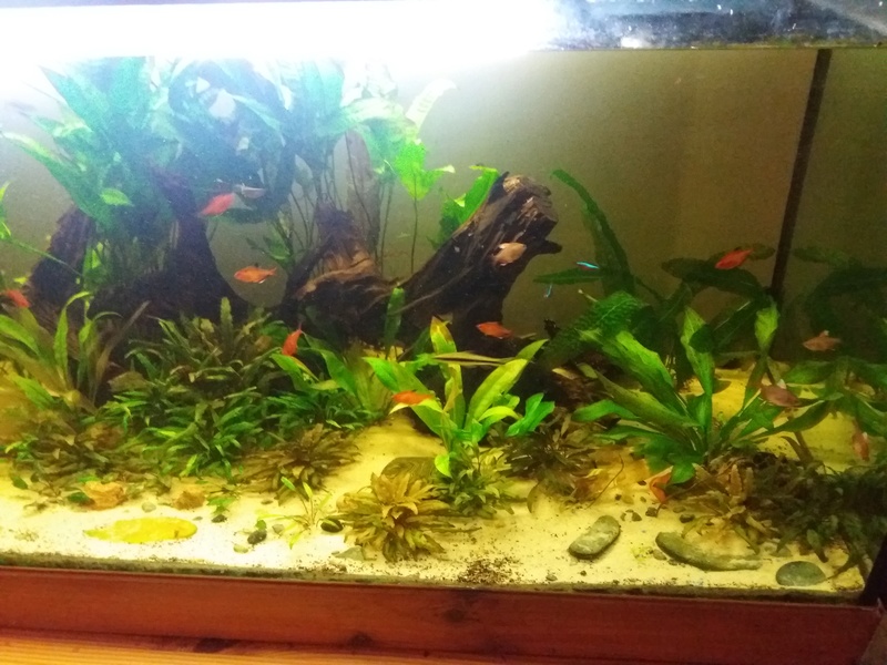 Aquarium 700 litre  20161110