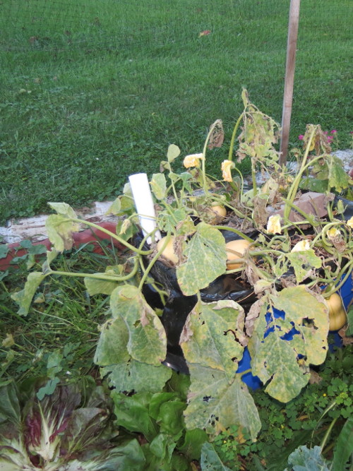 Sub Irrigation Planter Img_8014