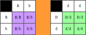 Mouse Genetics B_and_10