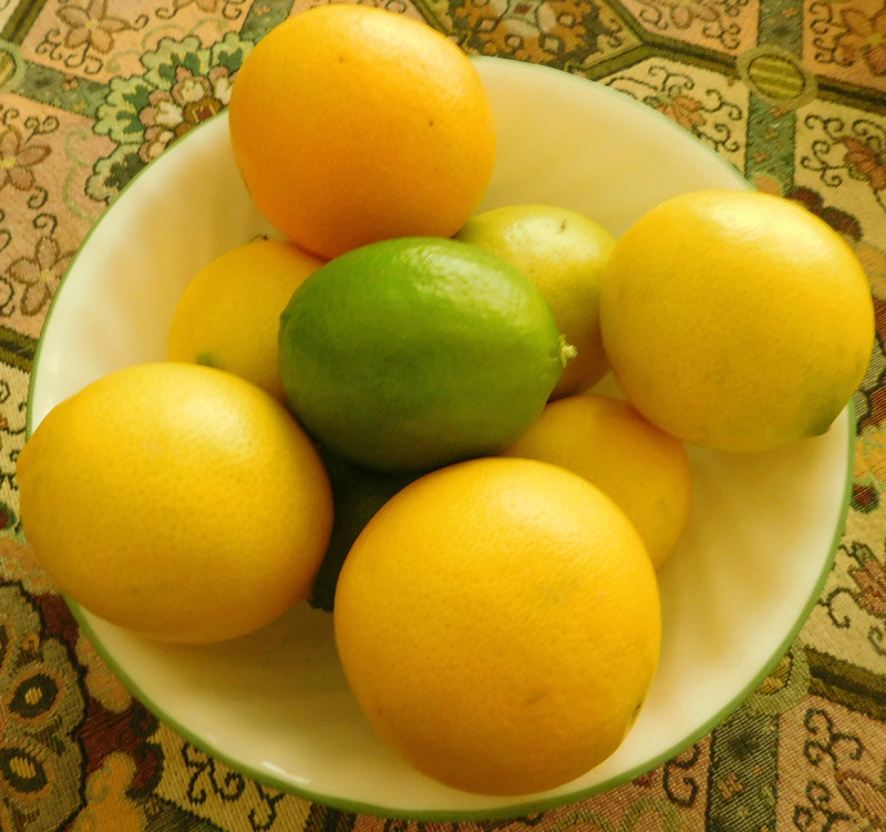 What are you eating from your garden today? - Page 39 Citrus10