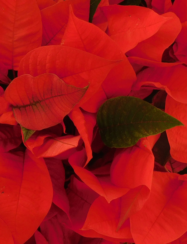 December 2016 Avatar: Show your Winter Season Colors! Poinse10