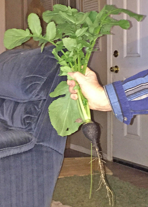 What are you eating from your garden today? - Page 40 Radish10