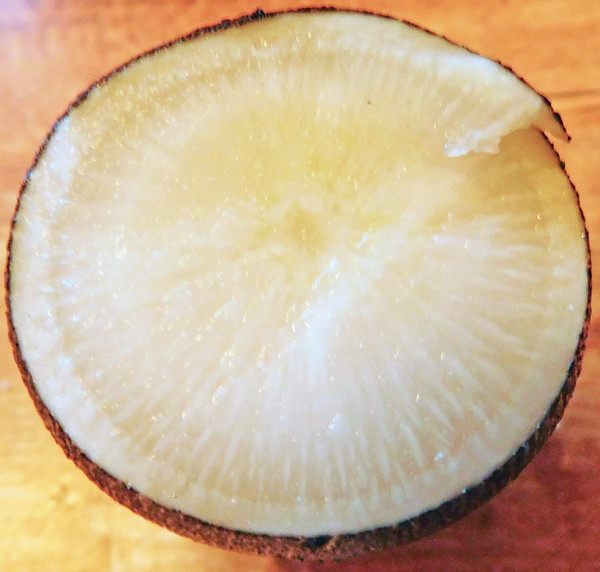 What are you eating from your garden today? - Page 40 Radish12