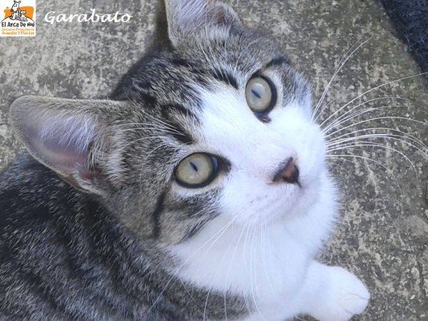 GARABATO - TIGRE BLANC - MÂLE - ES 16388011