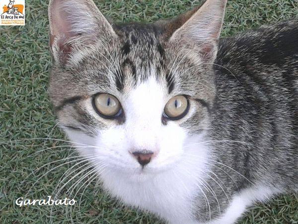 GARABATO - TIGRE BLANC - MÂLE - ES 16388112