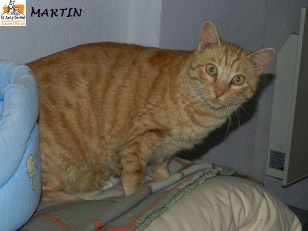 MARTIN - TIGRE ROUX - MÂLE - ES  Martin13