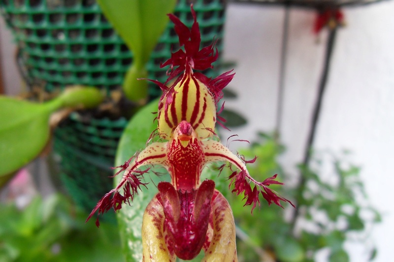 Bulbophyllum fascinator 311