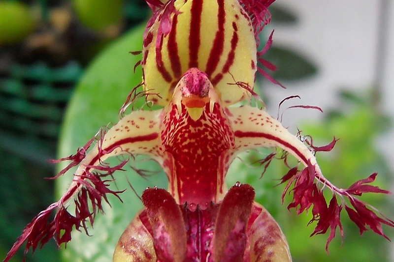 Bulbophyllum fascinator 411
