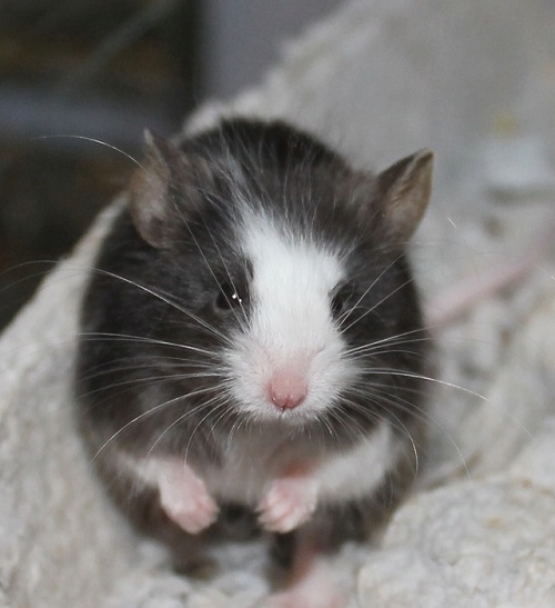 Vote for "Mouse of the Month" Contest!!! Blosso11