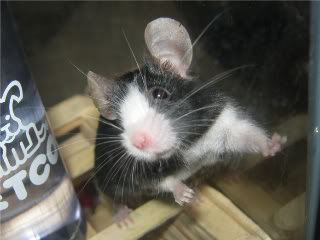 Vote for "Mouse of the Month" Contest!!! C_02011