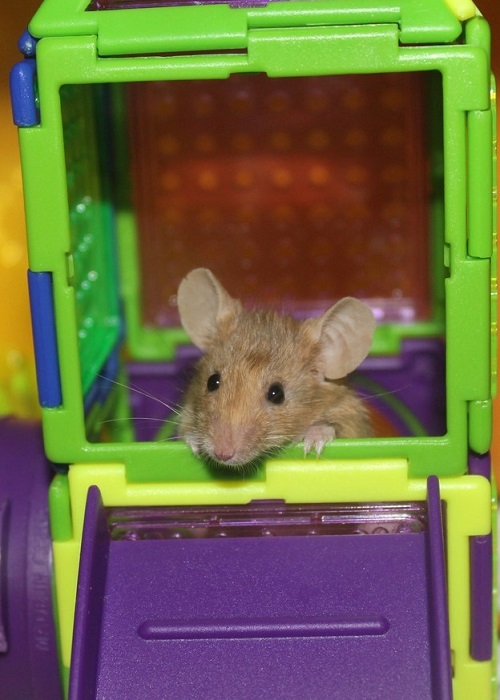 Vote for "Mouse of the Month" Contest!!! Clover11