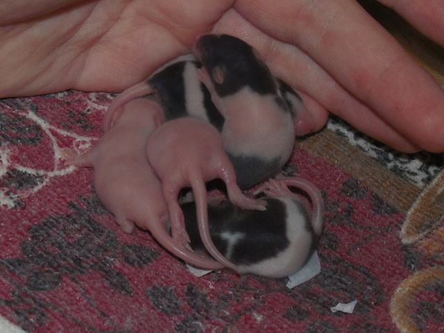 Dotty's Litter!! - Page 2 Rscn9013