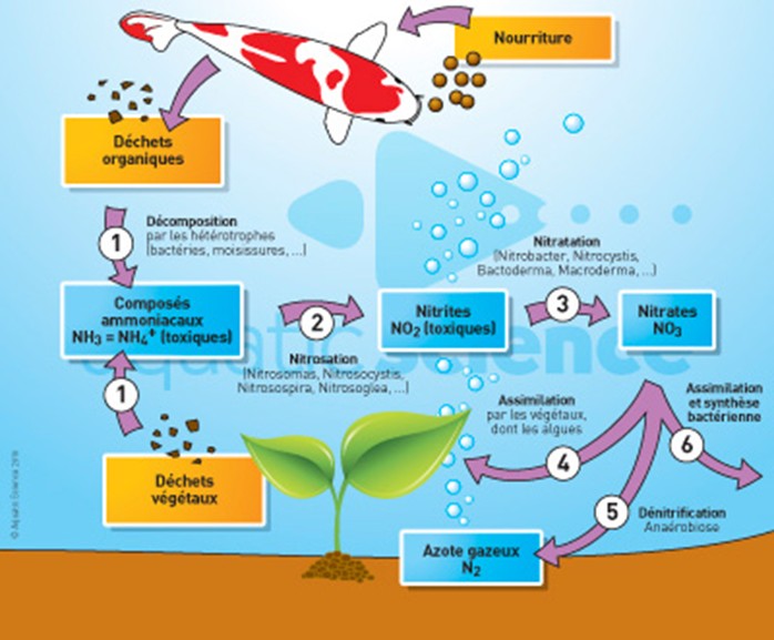 Le Cycle de l'azote, le moteur de l'auquaponie Cycle_11