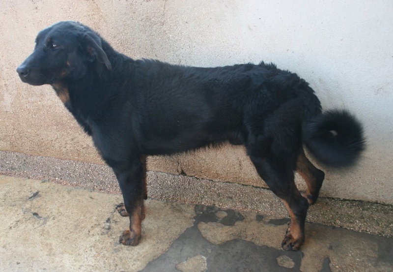  Pexio beauceron arlequin toujours à l'adoption et Pakio(adopté) (né en 2019  dans un élevage usine cauchemardesque)(dpt 58)  Beauce10