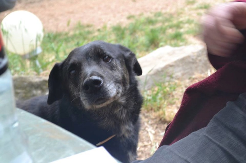 URGENT Panier Retraite - Garth, mâle croisé Beauceron, né en 2004  Garh110