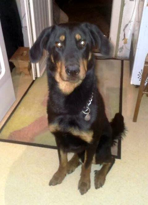 Jack, mâle Beauceron, né le 18 mai 2015 Jack210