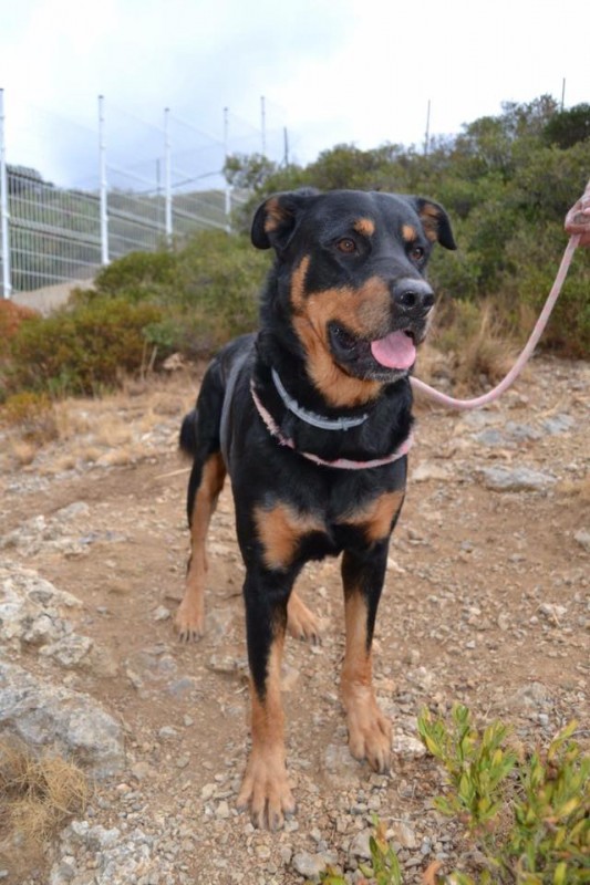 Jump, mâle type Beauceron né en septembre 2015 Pushka10