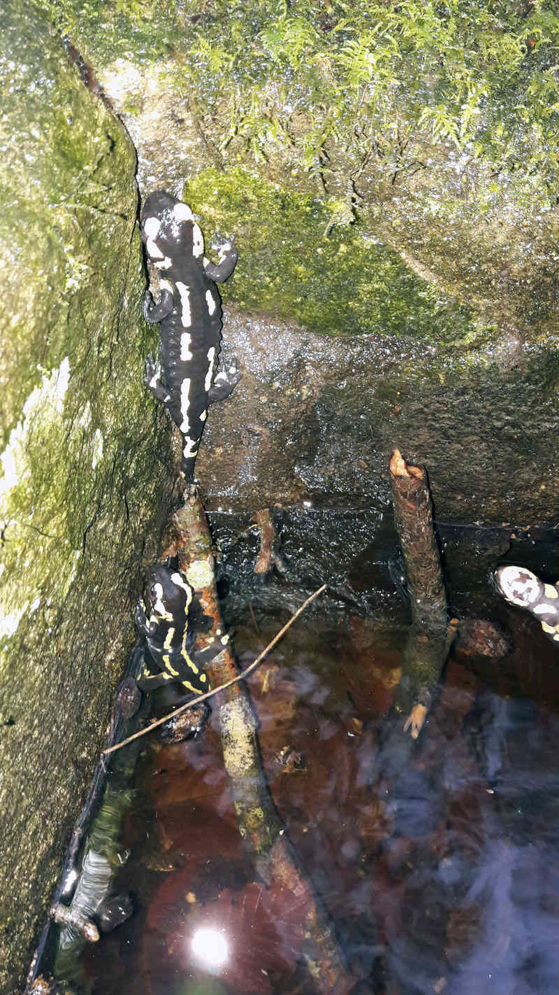 [Salamandra salamandra] Salamandre tacheté et plus si affinités, noyée dans une fontaine Groupe10