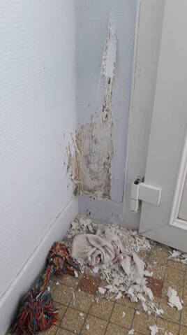 Chien gratte les murs