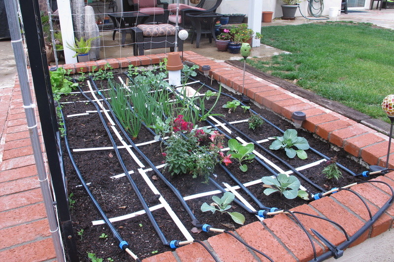 MomVet - My first Square Foot Garden - Page 4 Img_2210