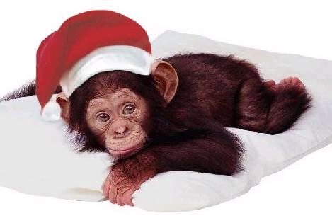 Merry Christmas....You Big Mules Monkey10