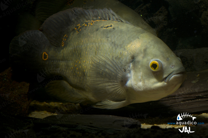 Astronotus ocellatus "De Rham" - Page 2 Dsc_0114