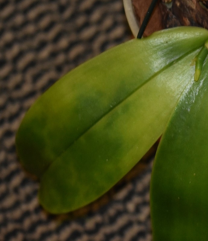 Phalaenopsis tetraspis x violacea (Jennifer Palermo) oder Phal. speciosa x violacea (Germaine Vincent) - Seite 3 Dsc_0615