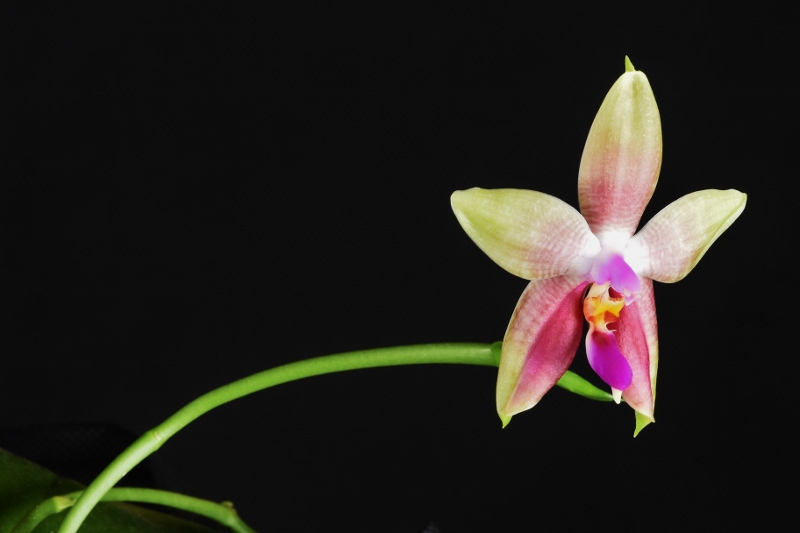 Phalaenopsis amboinensis x bellina (Guadelupe Pineda ) Nr_29310
