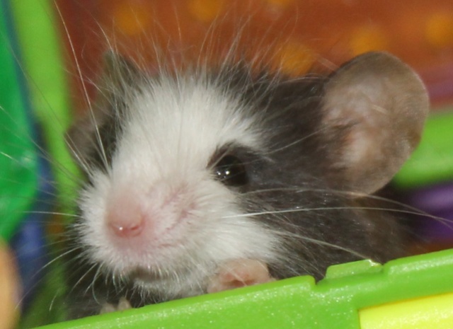 5 - Post your pics for Mouse of the Month!!! Blosso10