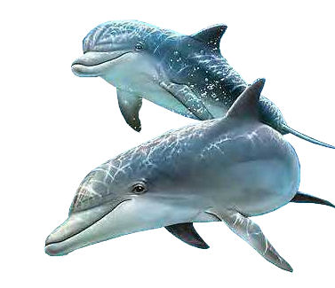 Delfines Dolphi10