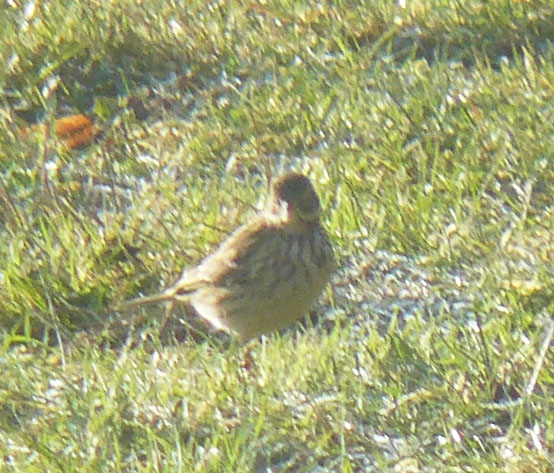 [Pipit farlouse] Grive mauvis ? Nc_210