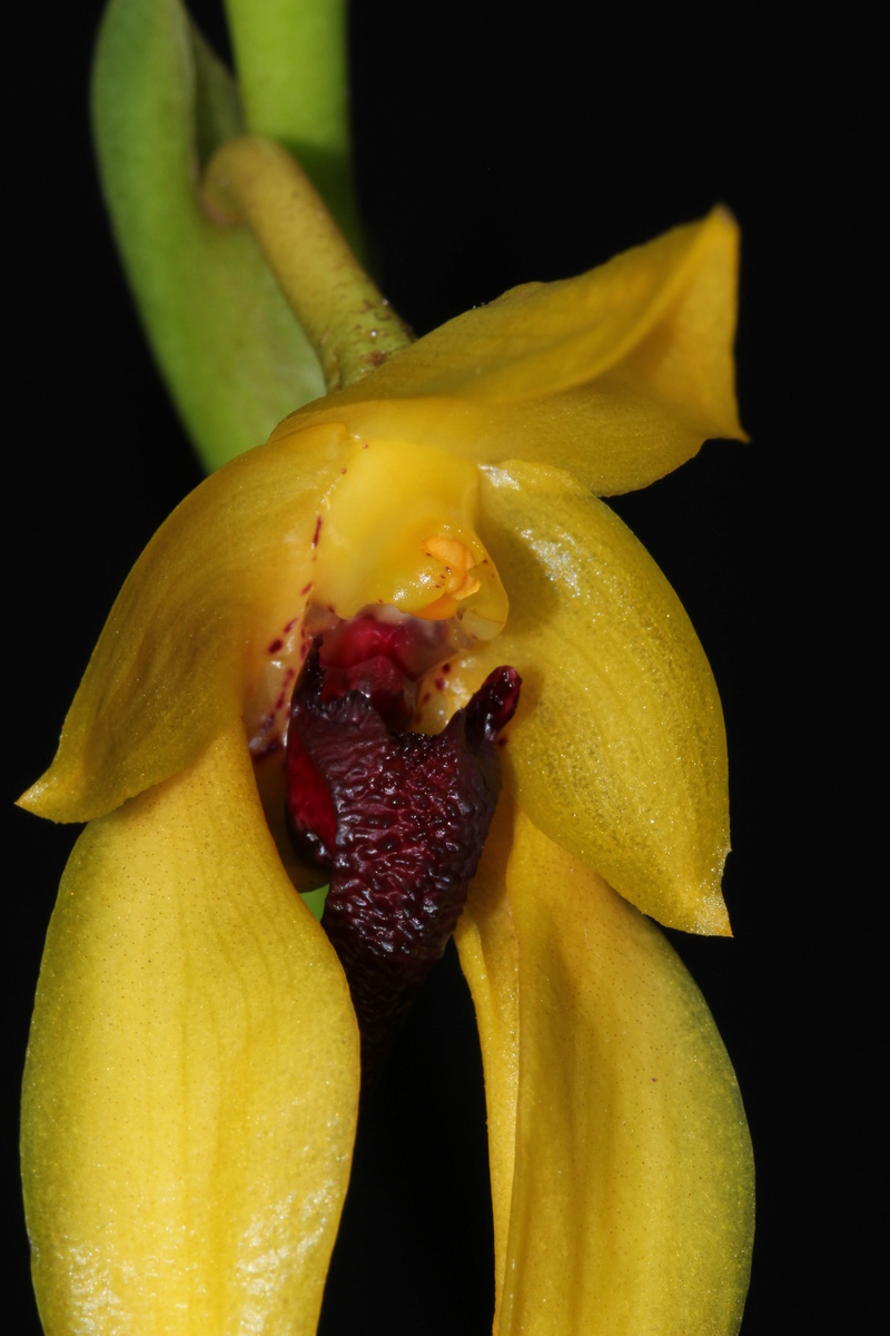 Bulbophyllum amplebracteatum subsp carunculatum Img_2017
