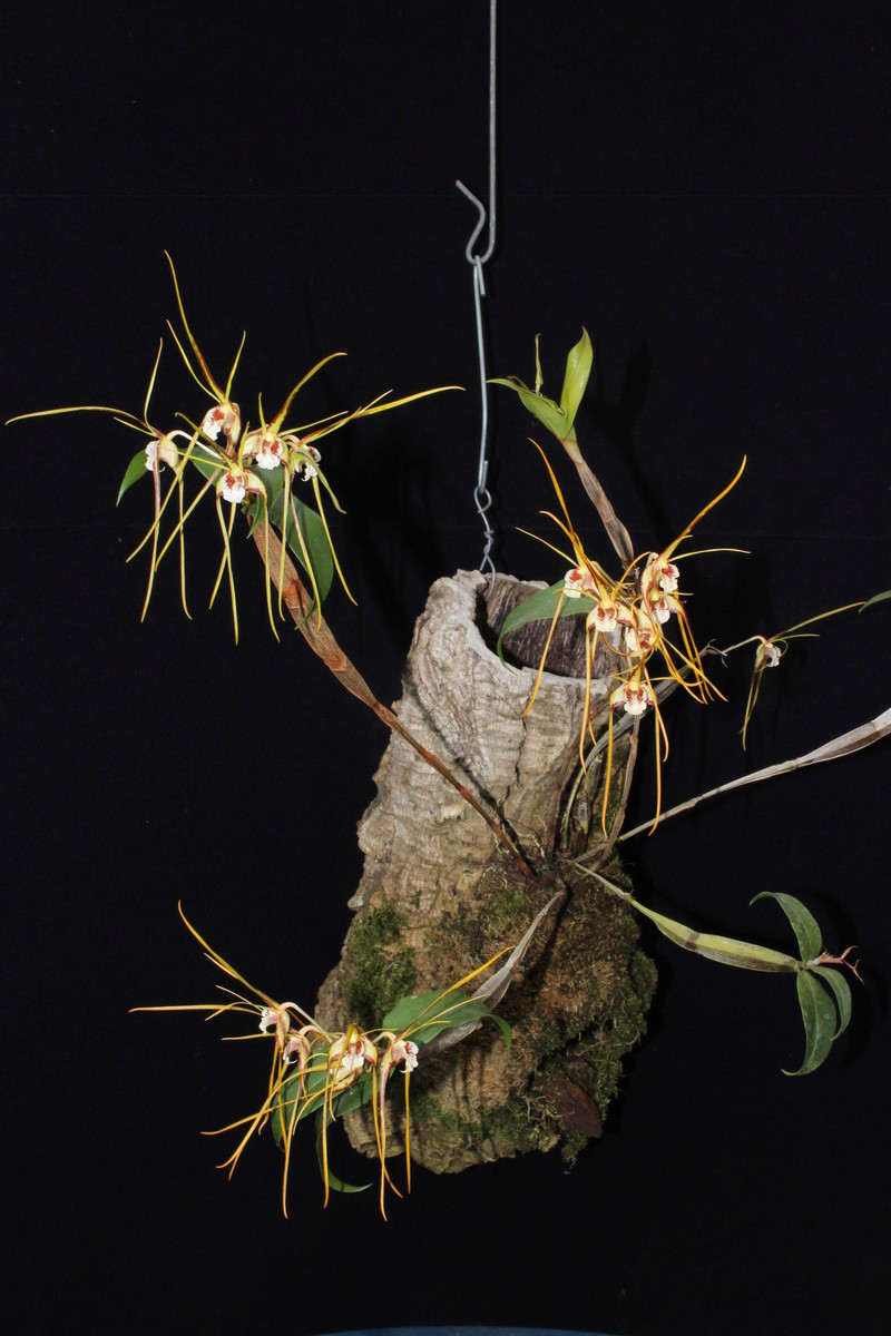 Dendrobium tetragonum subsp. giganteum Img_2035