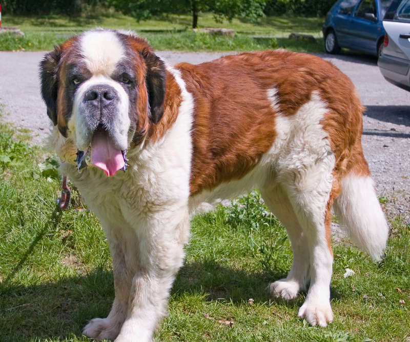  Le Saint-Bernard Bernha10